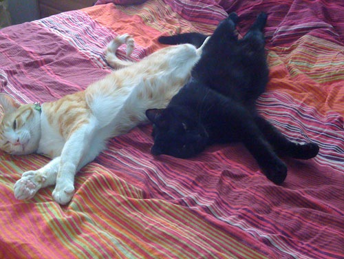 Mr Kitty and Dash stretched waaaay out on the bed